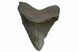 Serrated, Juvenile Megalodon Tooth - South Carolina #212999-1